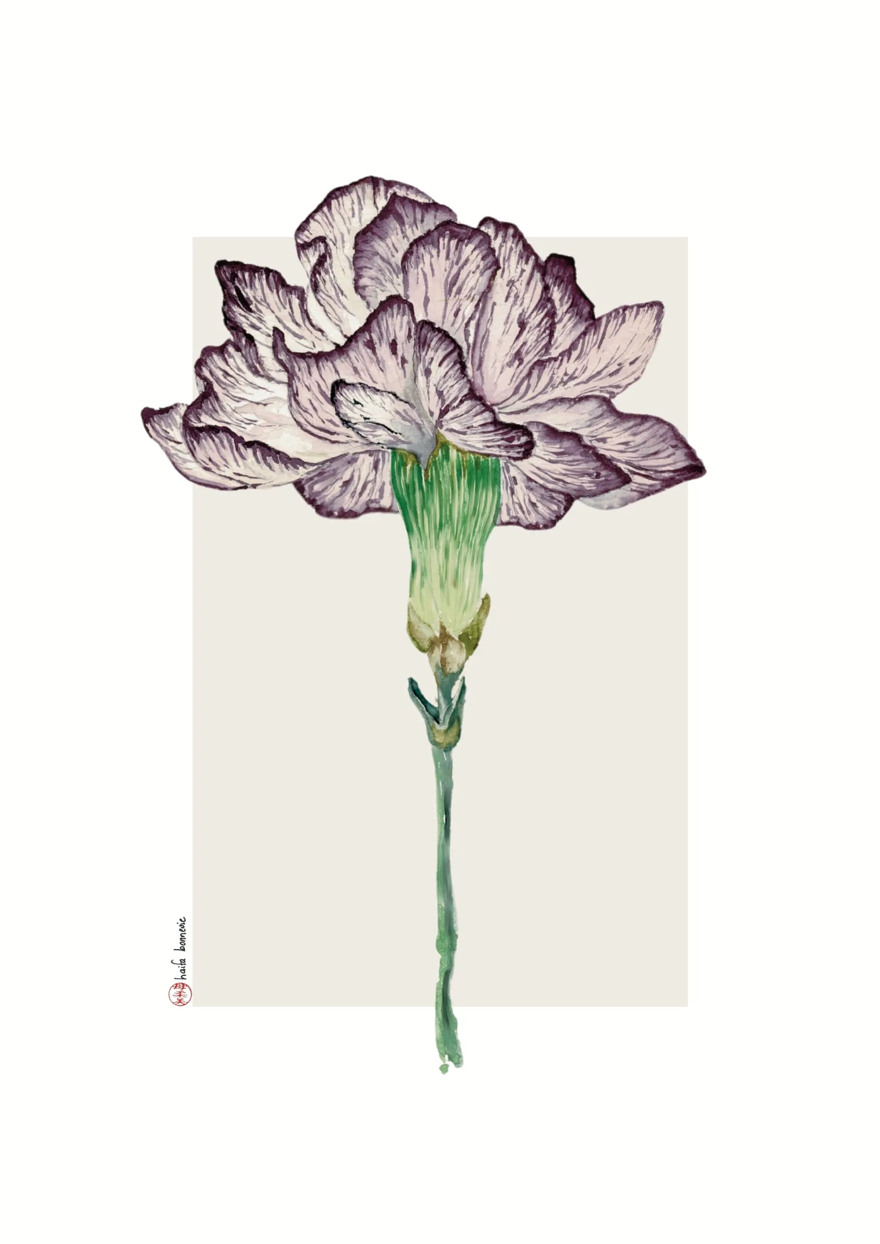 Aquarelle « Œillet de poète » de Haifa Bonnevie