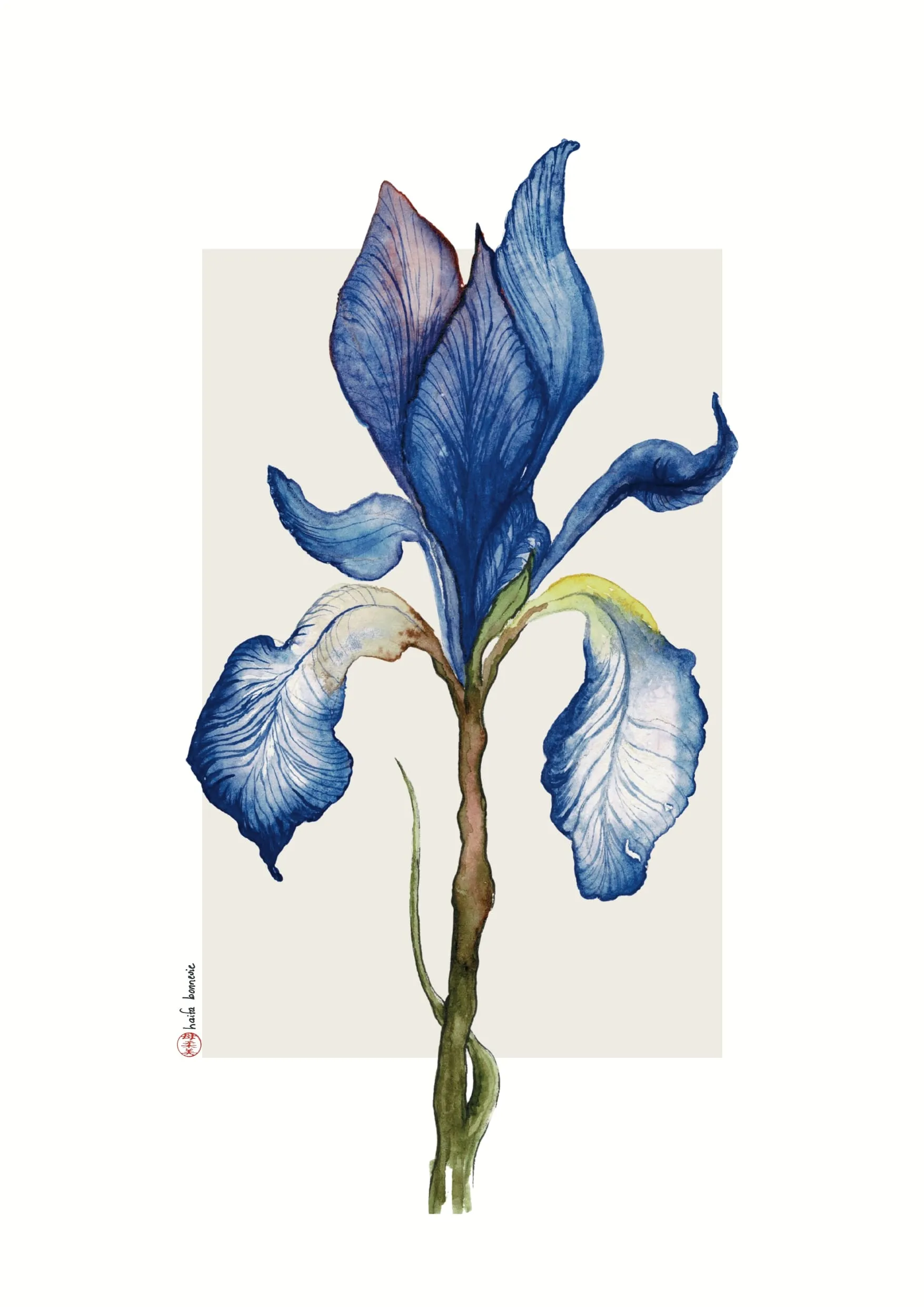 Aquarelle « Iris » de Haifa Bonnevie