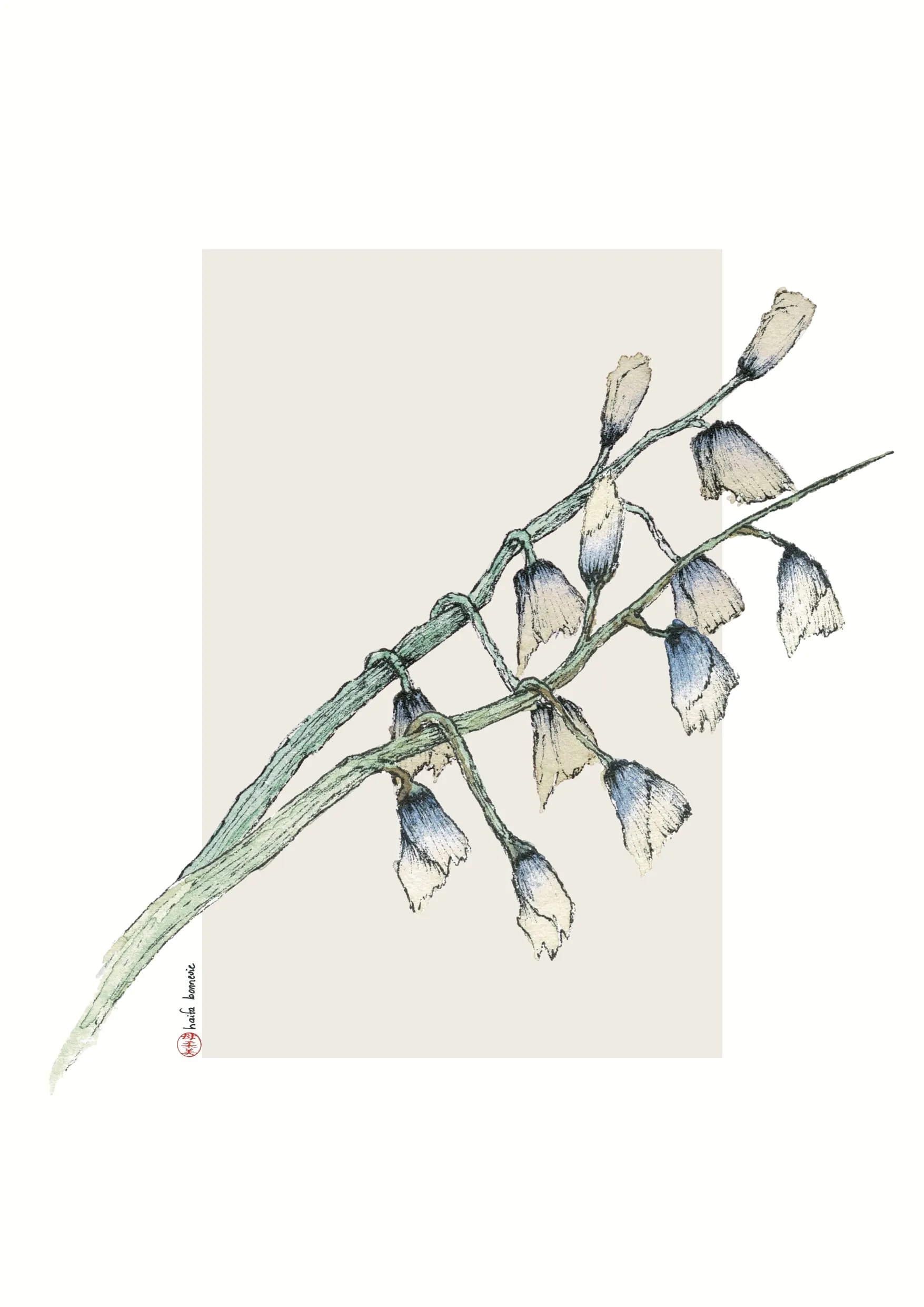 Campanules