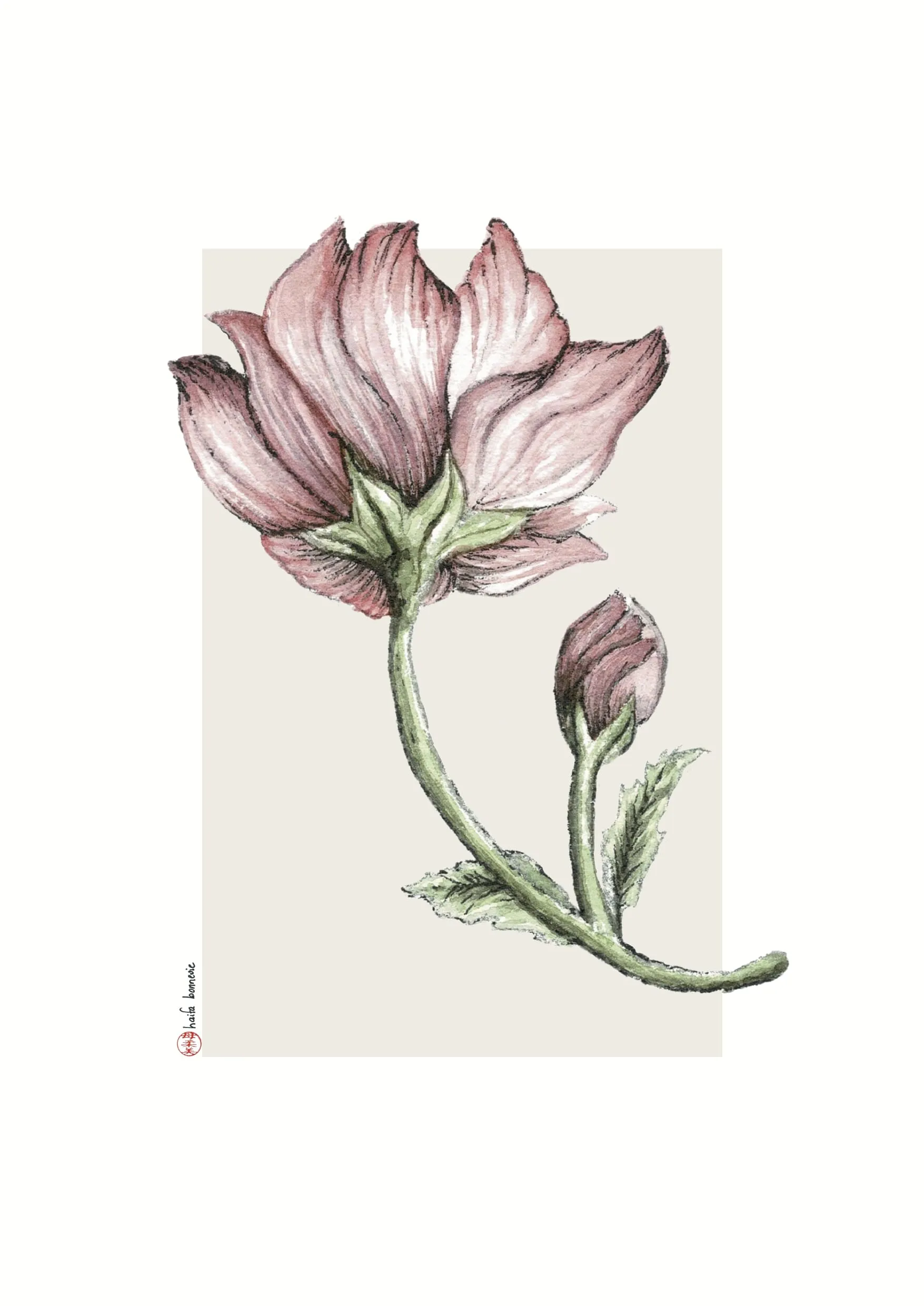 Aquarelle « Rose » de Haifa Bonnevie